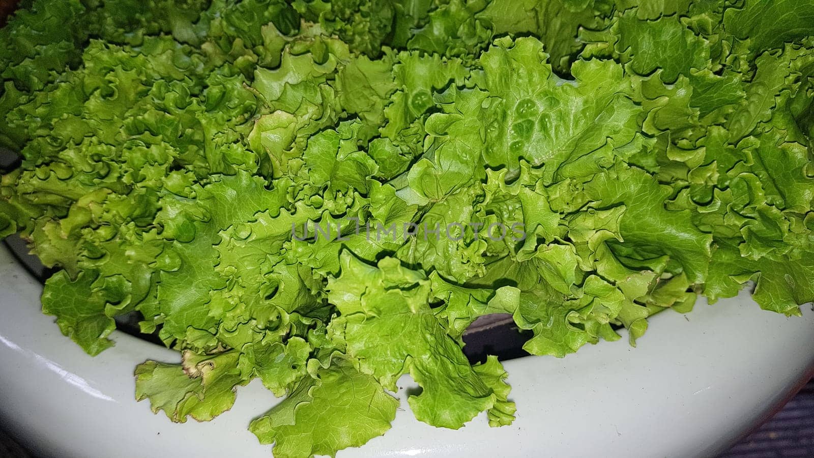 fresh growing lettuce leaves used as main ingredients for salad in the garden very green and healthy diet in the farm