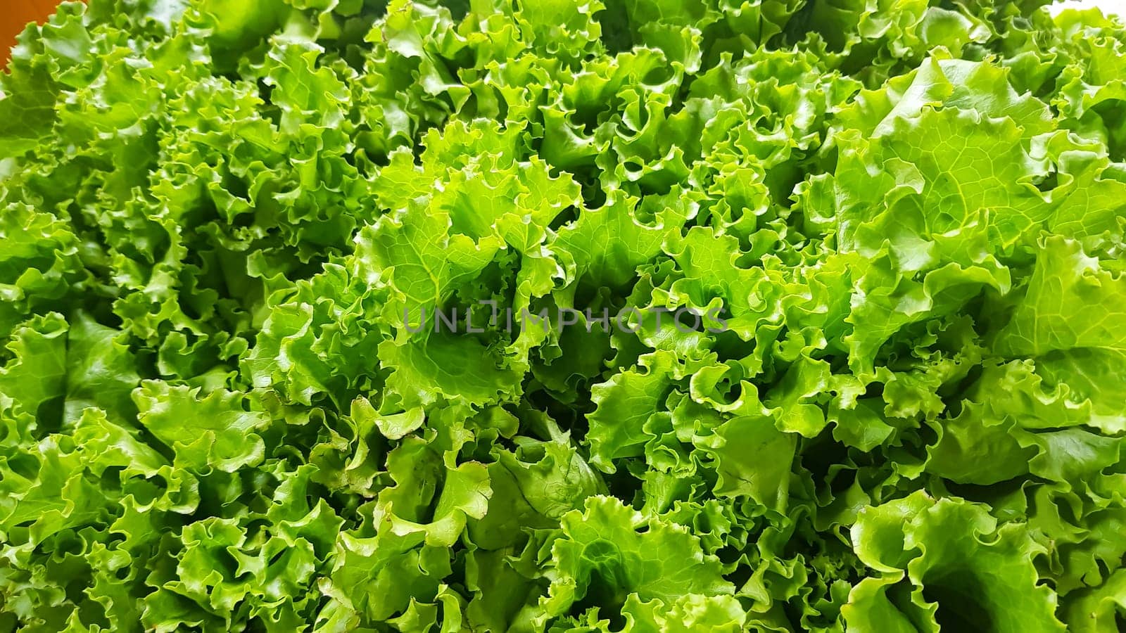 fresh growing lettuce leaves used as main ingredients for salad in the garden very green and healthy diet in the farm