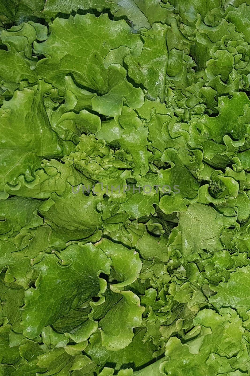 fresh growing lettuce leaves used as main ingredients for salad in the garden very green and healthy diet in the farm