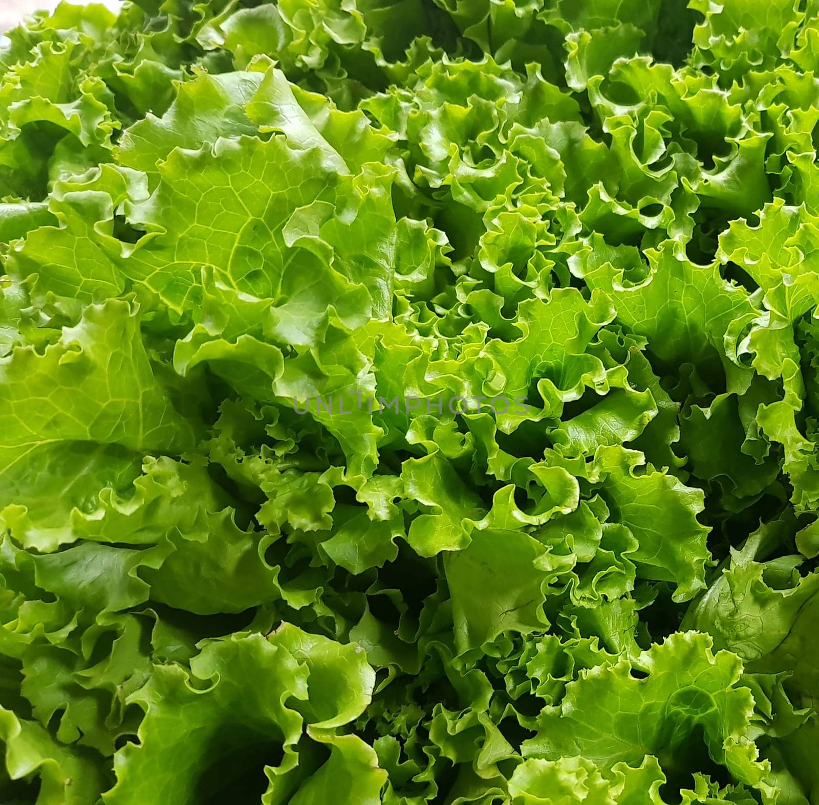fresh growing lettuce leaves used as main ingredients for salad in the garden very green and healthy diet in the farm