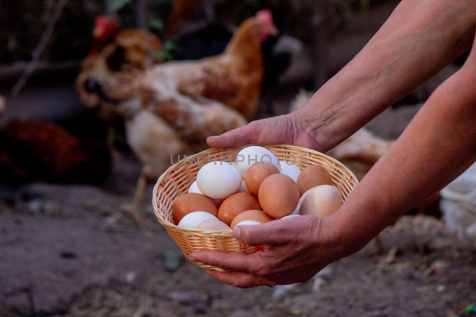 a woman holds chicken eggs in her hands against the background of chickens. farm