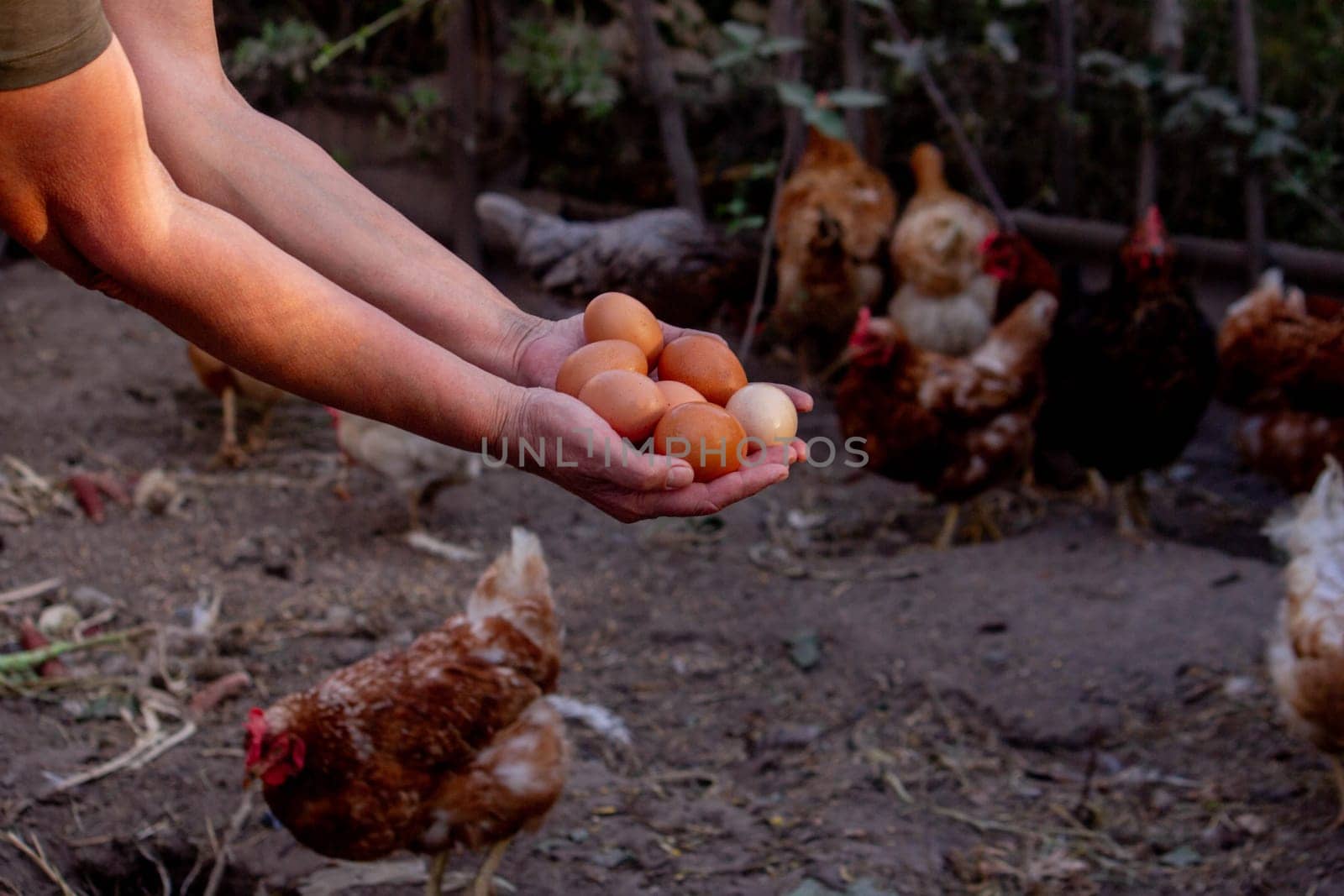 a woman holds chicken eggs in her hands against the background of chickens. farm