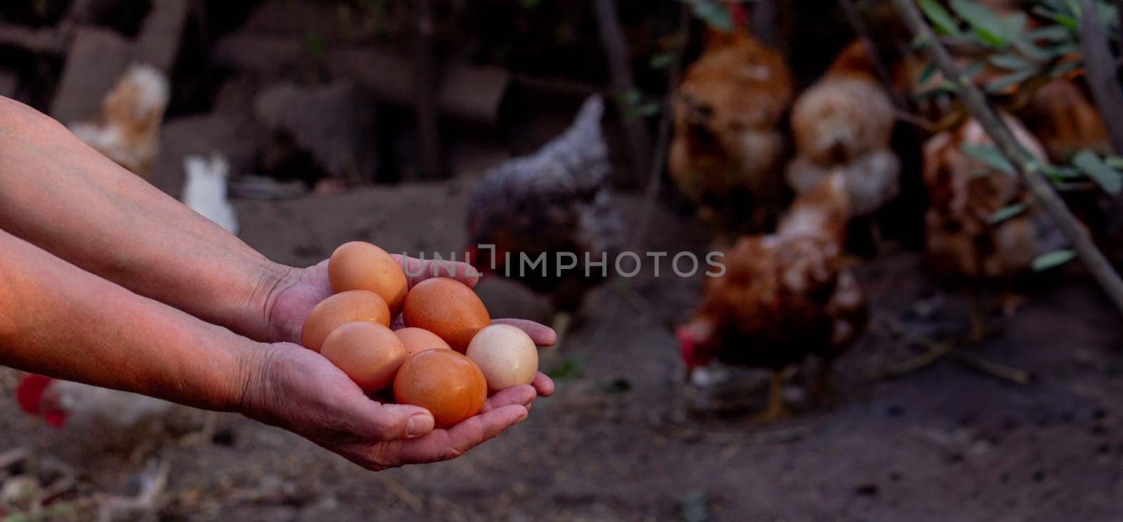 a woman holds chicken eggs in her hands against the background of chickens. farm