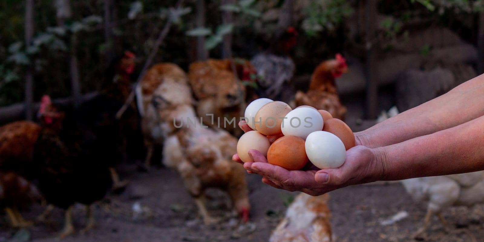 a woman holds chicken eggs in her hands against the background of chickens. farm