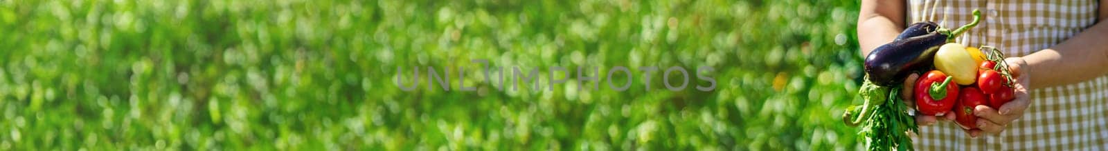 A woman is harvesting vegetables in the garden. Selective focus. Food.