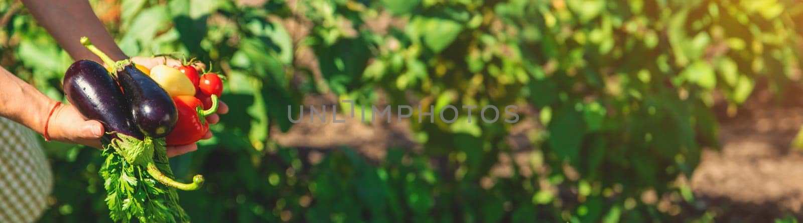 A woman is harvesting vegetables in the garden. Selective focus. Food.