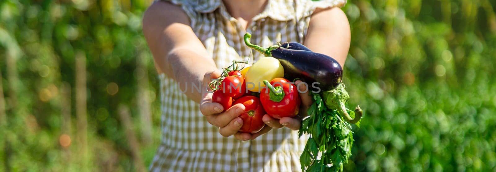 A woman is harvesting vegetables in the garden. Selective focus. Food.