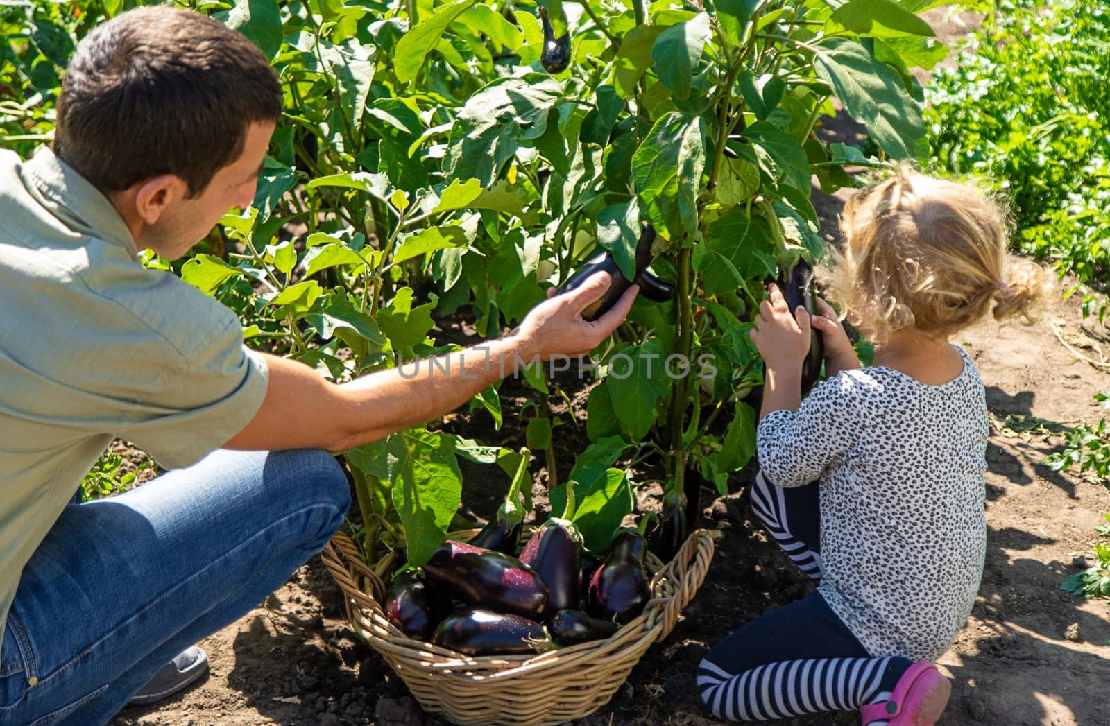 A man farmer and a child harvest eggplants. Selective focus. by yanadjana