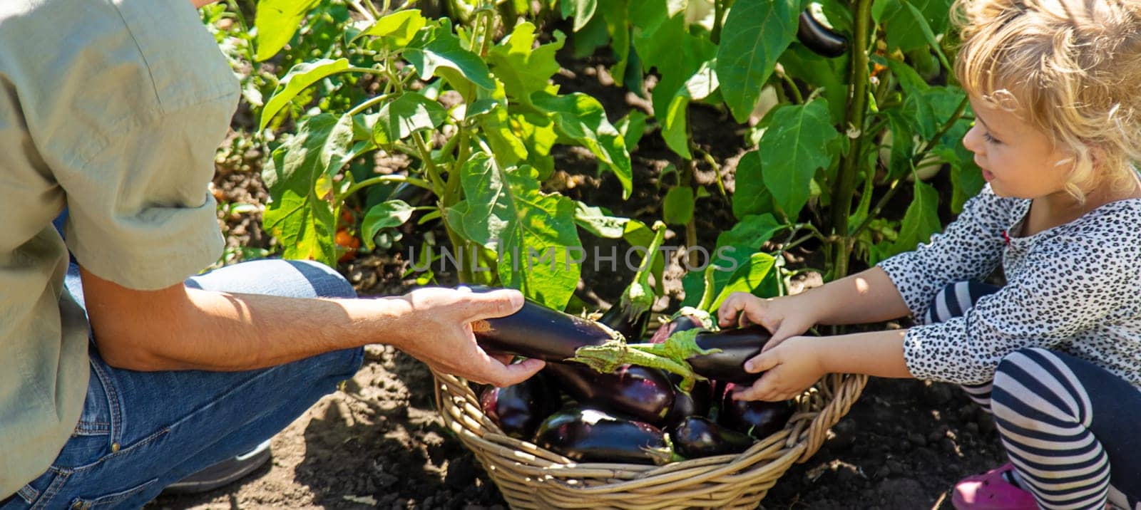 A man farmer and a child harvest eggplants. Selective focus. by yanadjana