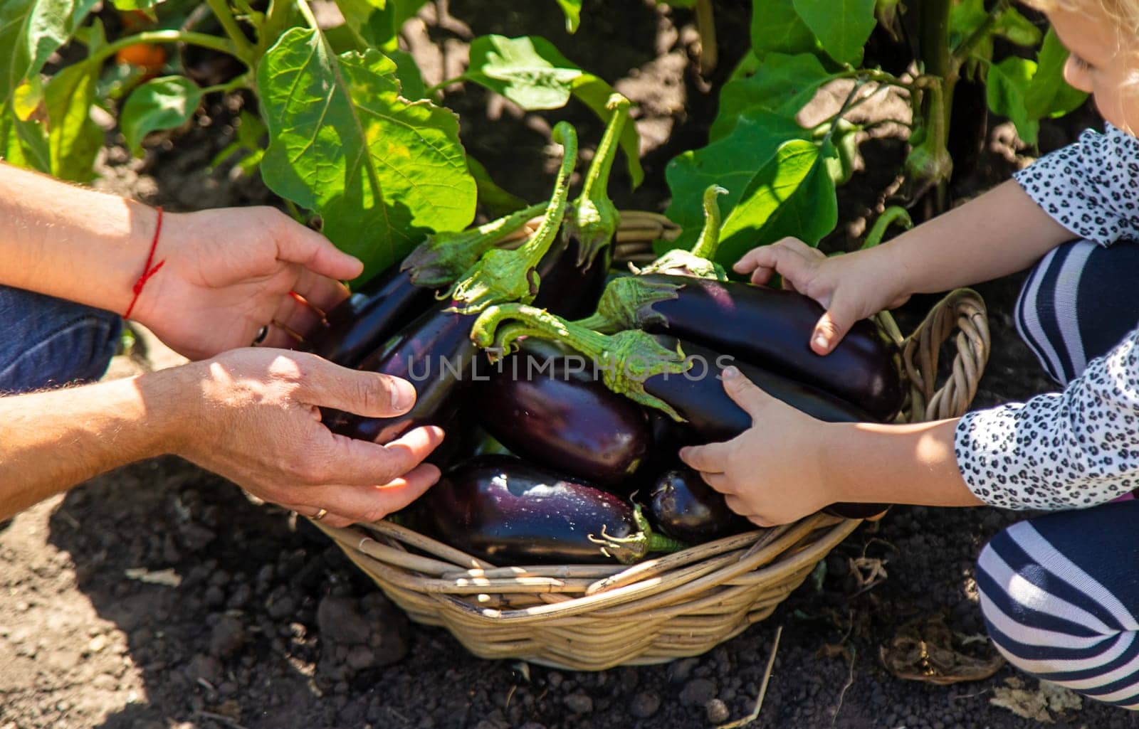 A man farmer and a child harvest eggplants. Selective focus. Food.