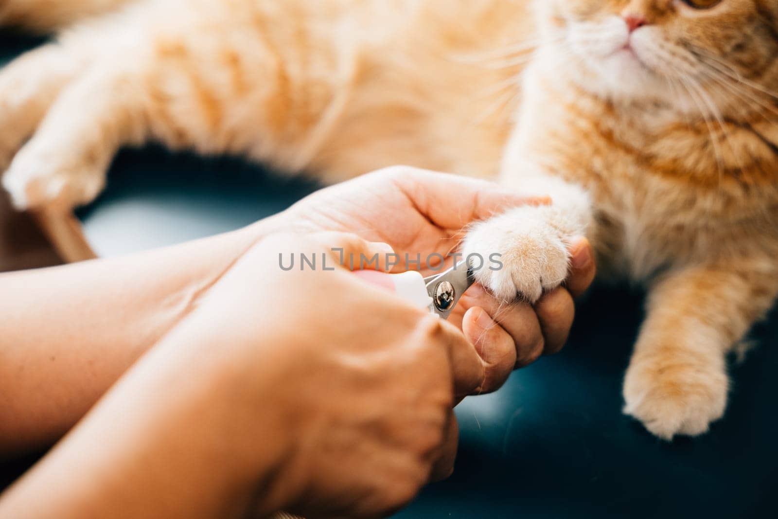 Expert nail trimming for cats by a skilled woman, ensuring the Scottish Fold cat's claws are well-maintained. A close-up view captures the careful approach to pet care, with an emphasis on hygiene.