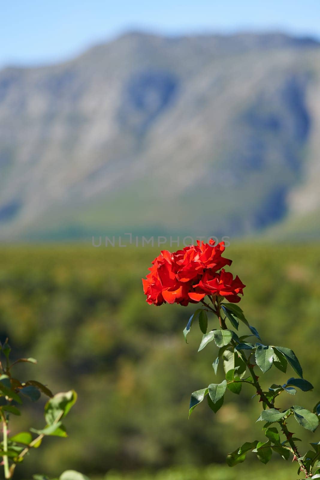 Nature, mountain and flower in calm field with natural landscape, morning blossom and floral zen. Growth, peace and red flower bush with green garden, countryside hill and sustainable environment