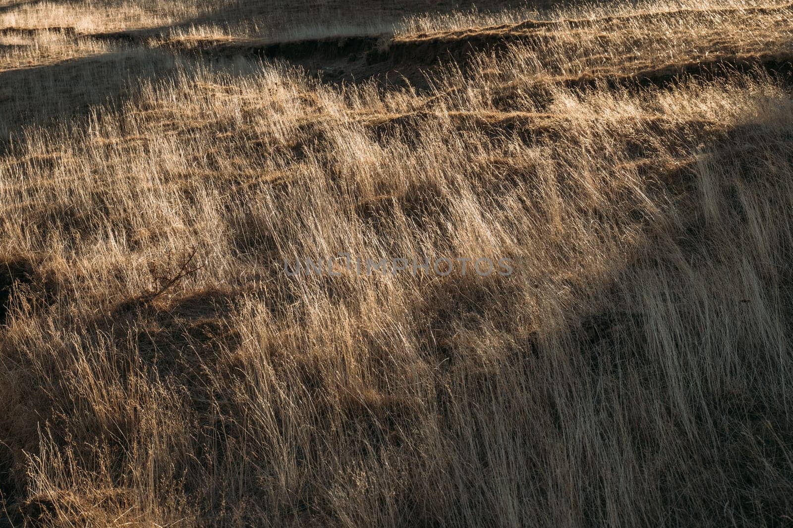 Golden Hour Sunlight Casting Shadows on Textured Grassland by apavlin