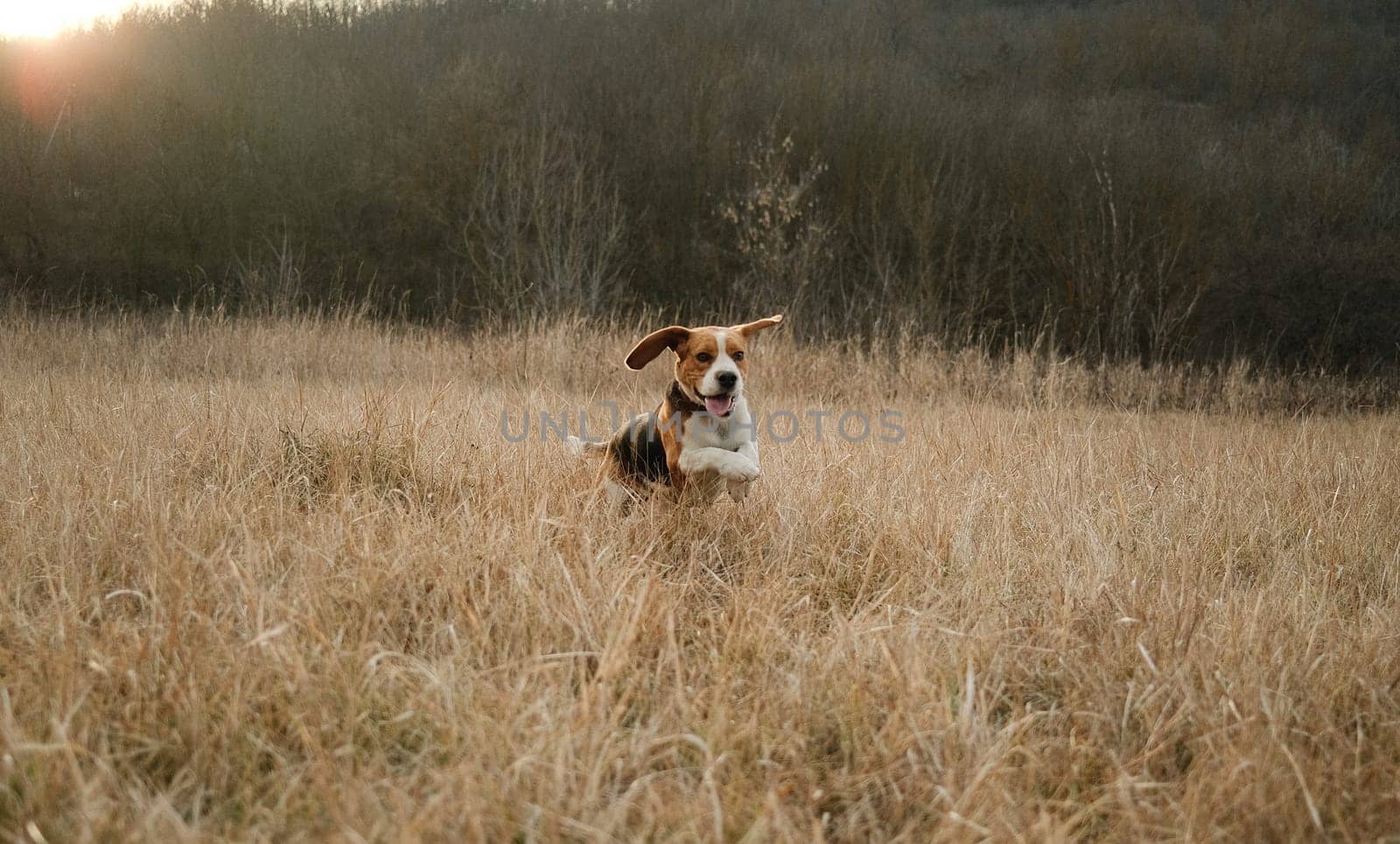 Running beagle puppy in autumn grass outdoor. Cute dog on playing on nature by kristina_kokhanova