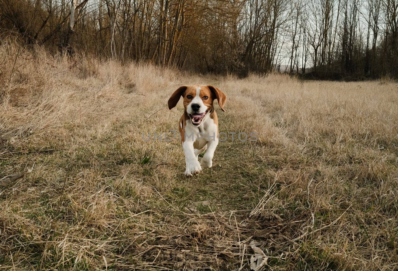 Running beagle puppy in autumn grass outdoor. Cute dog on playing on nature background outside city. Adorable young doggy. High quality photo