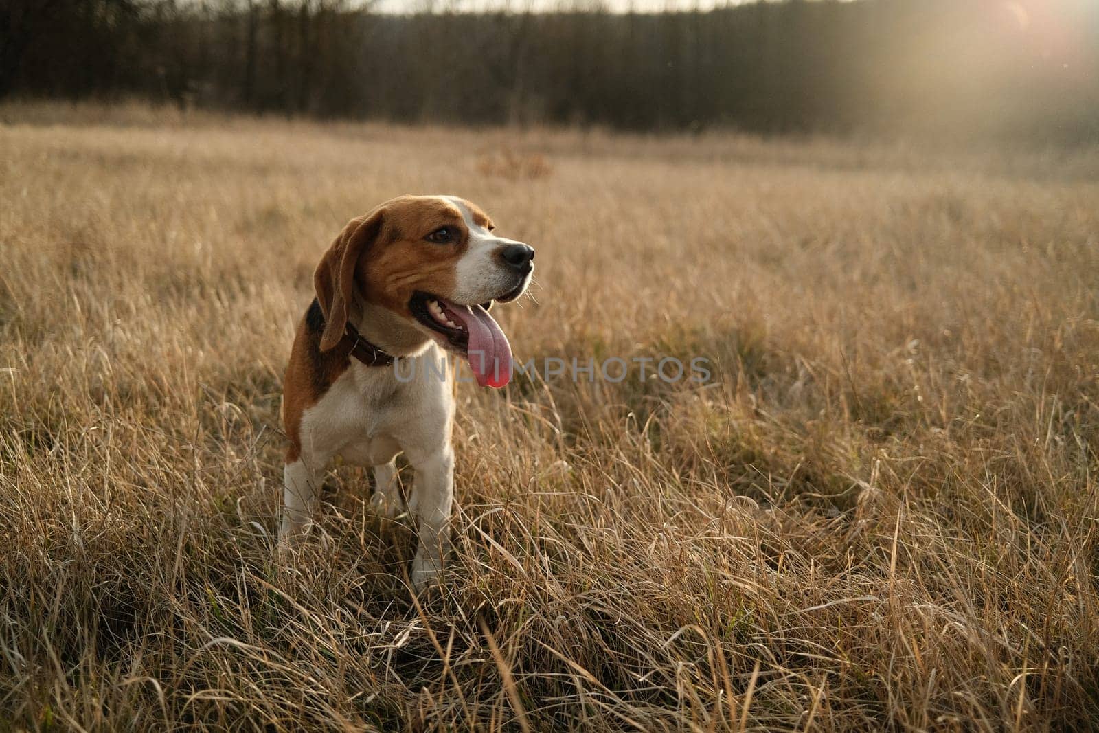 Lovely beagle puppy in yellow grass outdoor,golden hour.Cute dog on walk, nature background outside city. Adorable young doggy. High quality photo