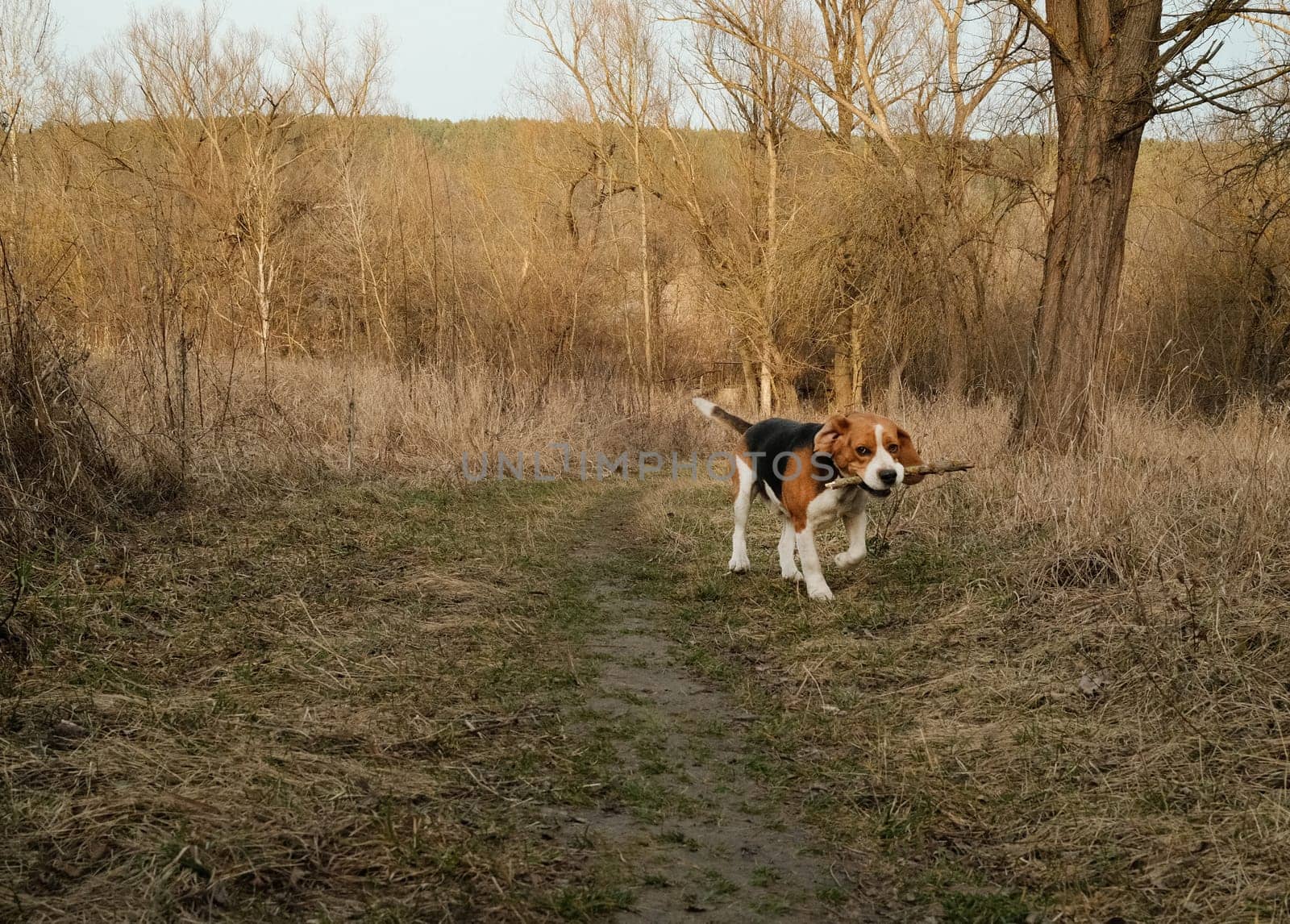 Playing little puppy beagle with stick on yellow lawn, countryside nature. Doggy training. Happy lovely pet, new member of family. High quality photo