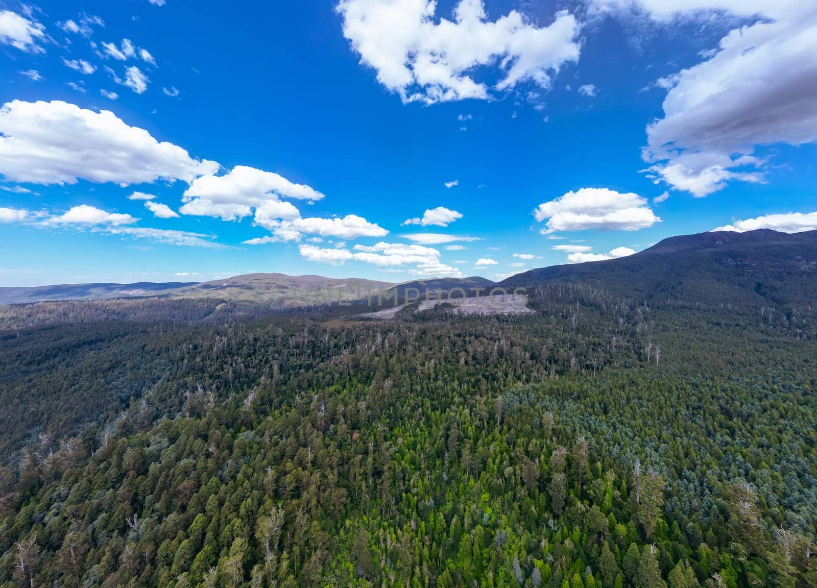 STYX VALLEY, AUSTRALIA - FEBRUARY 20: Forestry Tasmania continues logging of Southwest National Park in the Styx Valley, a World Heritage Area. This area contans old growth native forest. Bob Brown Foundation continues to fight to protect these areas for both the environment and future generations. Images taken on February 20, 2024.