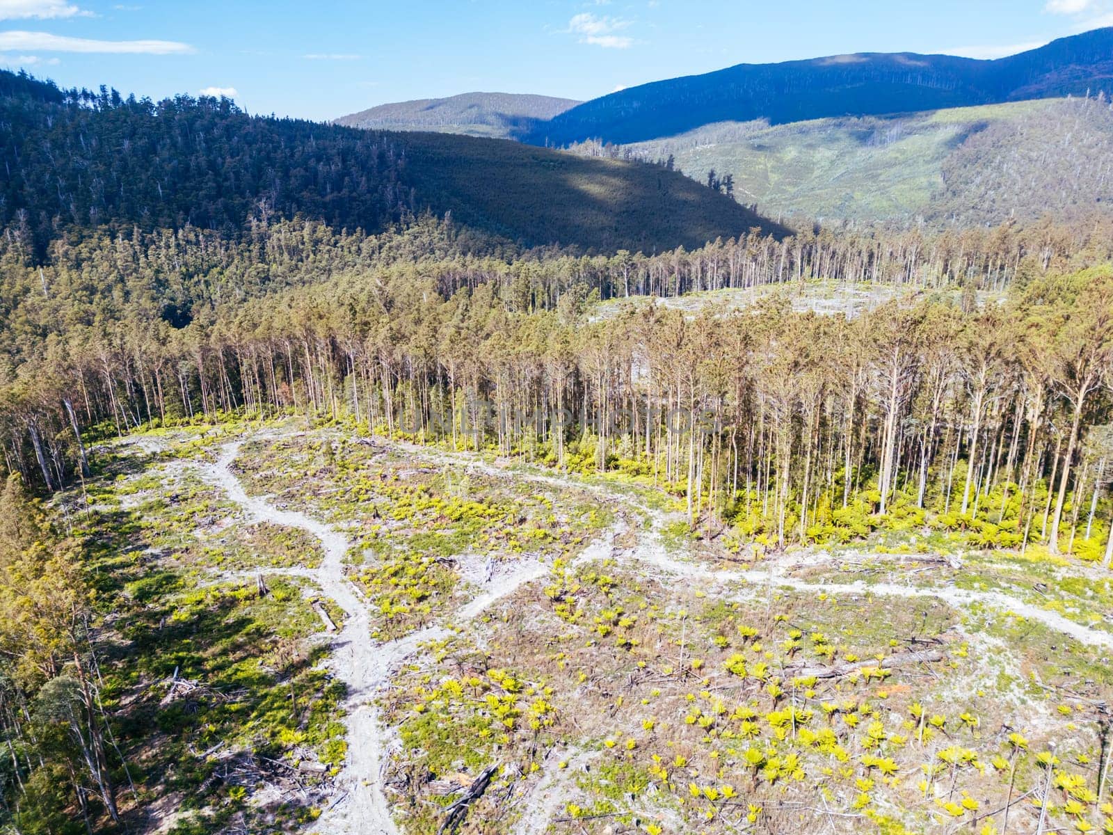 STYX VALLEY, AUSTRALIA - FEBRUARY 20: Forestry Tasmania continues logging of Southwest National Park in the Styx Valley, a World Heritage Area. This area contans old growth native forest. Bob Brown Foundation continues to fight to protect these areas for both the environment and future generations. Images taken on February 20, 2024.