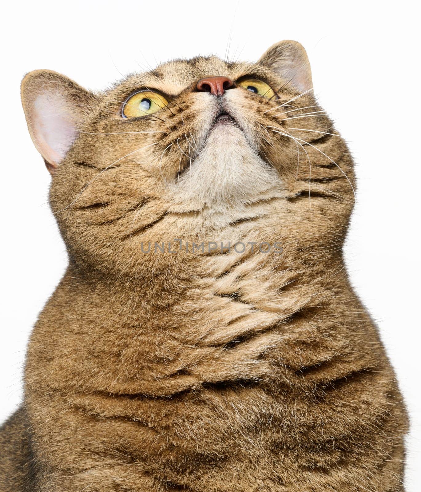 An adult gray cat sits on a white background, a funny face looks up