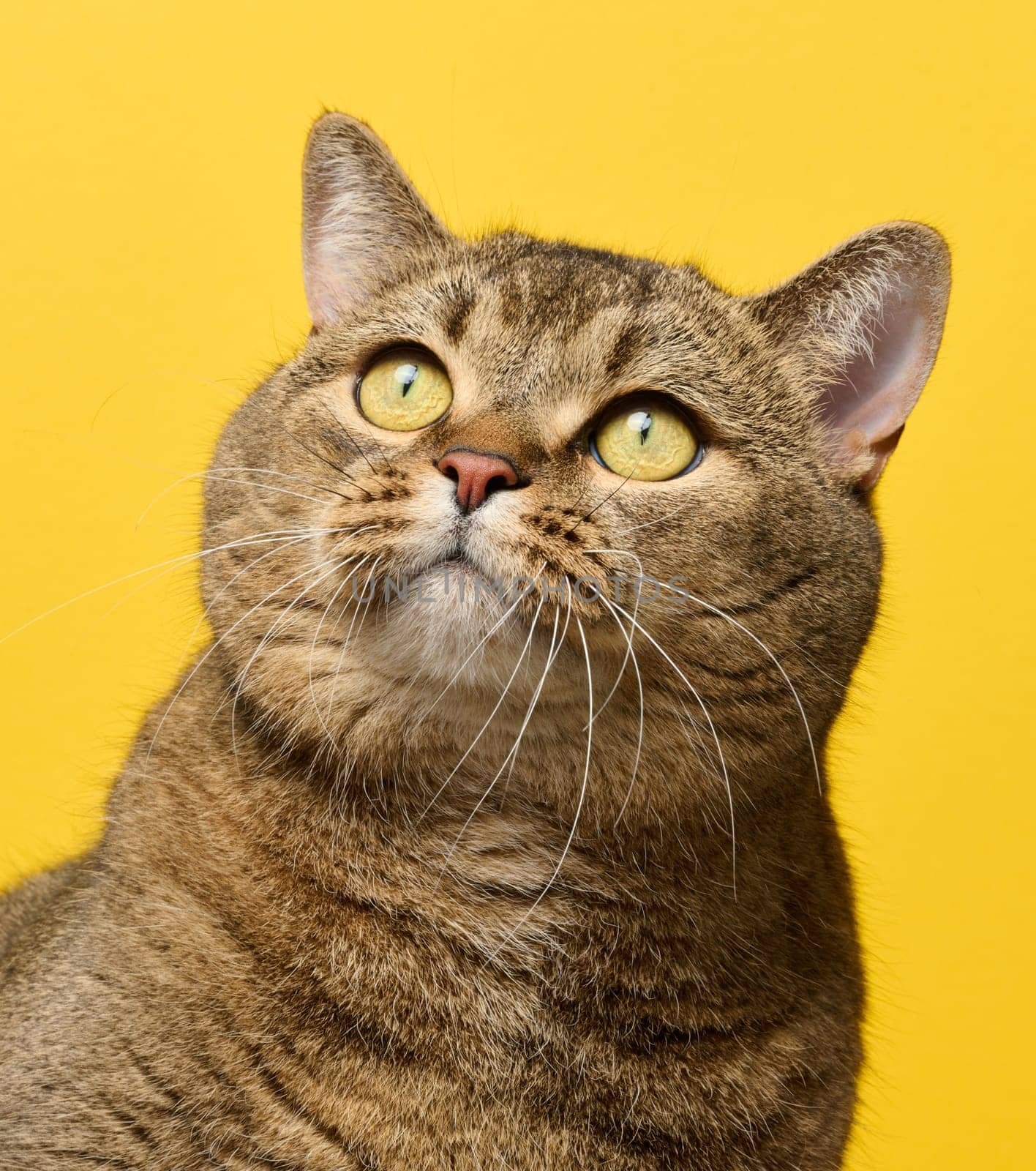 A cute adult straight-eared Scottish breed gray cat sits on a yellow background