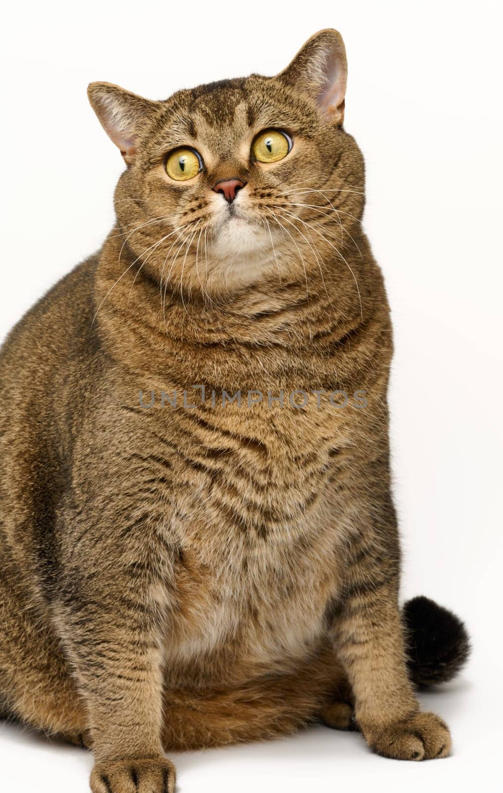 Adult gray cat sitting on a white background, funny face