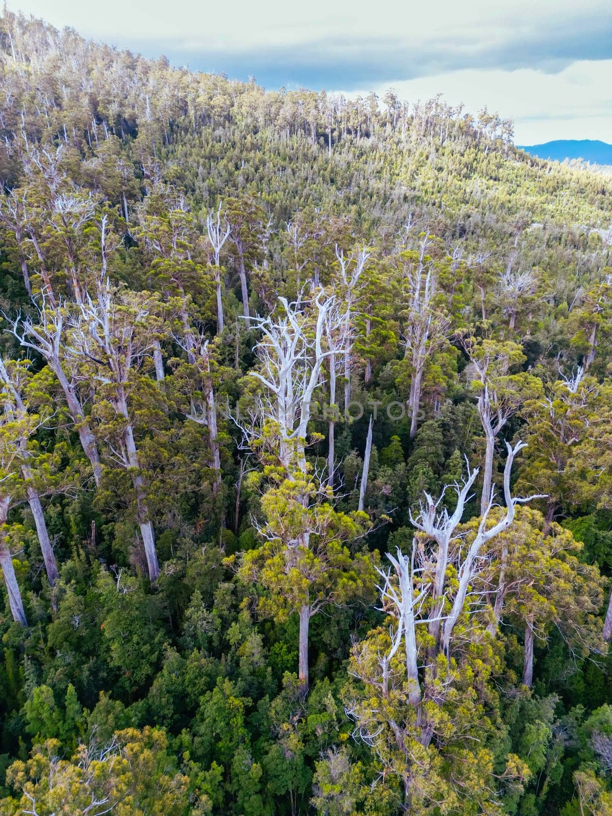 Old Growth Logging in Southwest National Park Tasmania Australia by FiledIMAGE