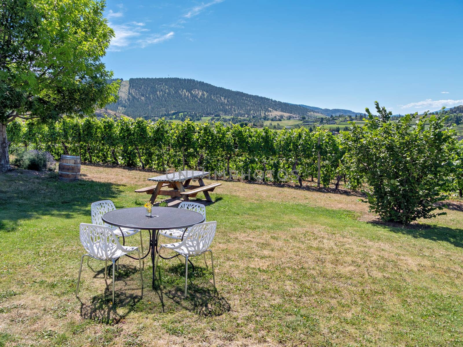 Rural cafe with beautiful pastoral overview of vineyard and mountains by Imagenet