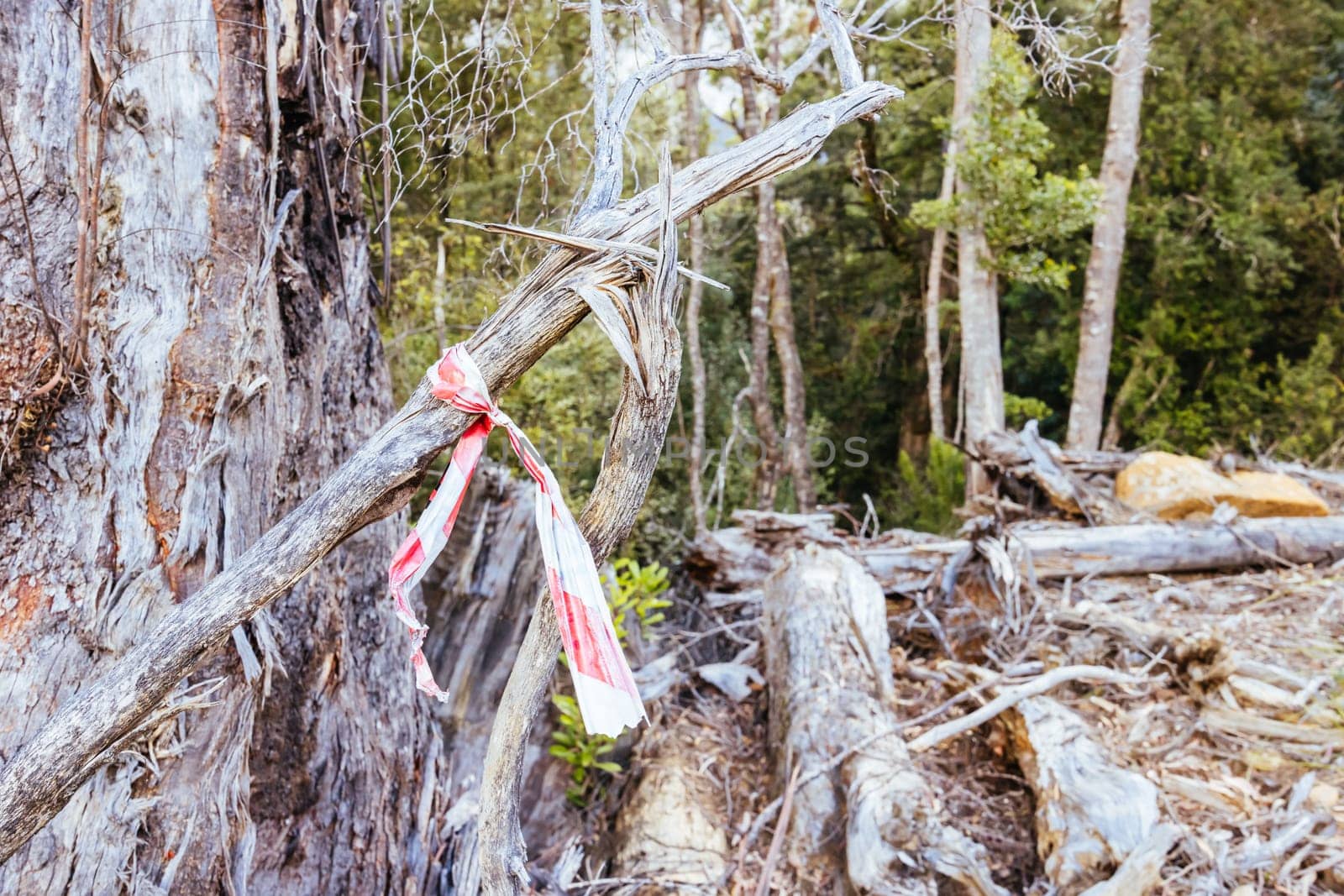 DOVER, AUSTRALIA - FEBRUARY 23: Forestry Tasmania continues logging of Southwest National Park near Dover, a World Heritage Area. This area contans old growth native forest, and home to the critically endangered Swift Parrot. Bob Brown Foundation continues to fight to protect these areas for both the environment and future generations. Images taken on February 23, 2024.