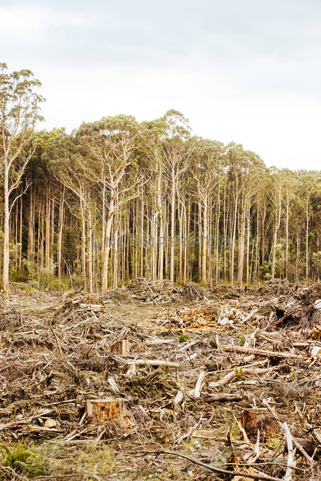 DOVER, AUSTRALIA - FEBRUARY 23: Forestry Tasmania continues logging of Southwest National Park near Dover, a World Heritage Area. This area contans old growth native forest, and home to the critically endangered Swift Parrot. Bob Brown Foundation continues to fight to protect these areas for both the environment and future generations. Images taken on February 23, 2024.