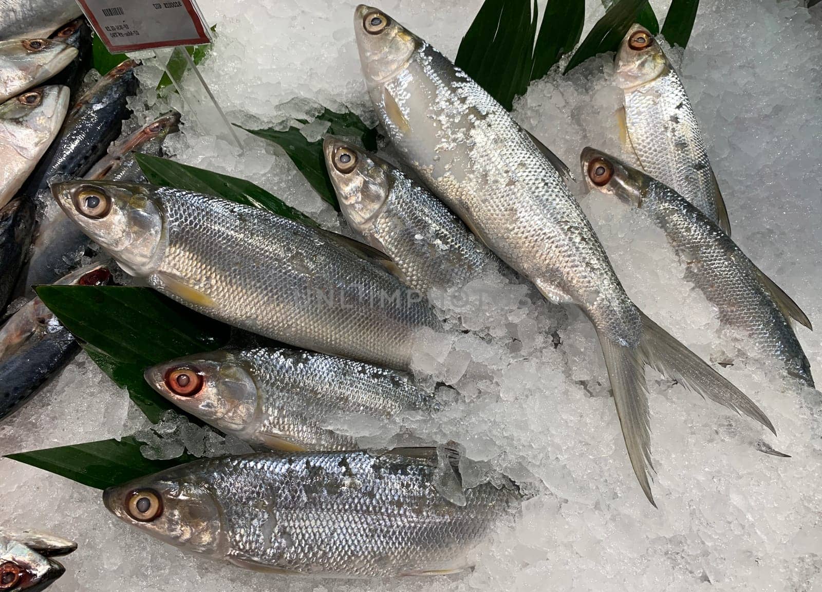 fresh fish milkfish or Chanos chanos or Chanidae or Cretaceous or tautonym or awa or ava or bangus or bandeng or bolu or in the market