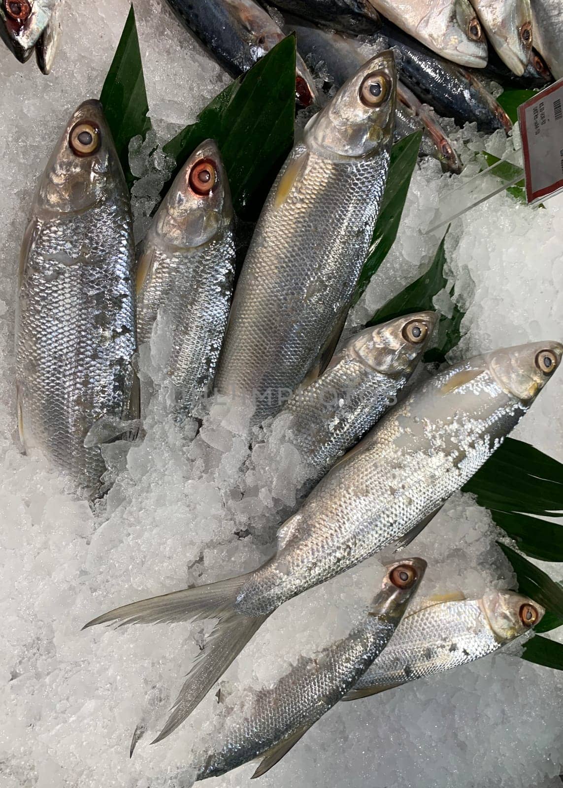 fresh fish milkfish or Chanos chanos or Chanidae or Cretaceous or tautonym or awa or ava or bangus or bandeng or bolu or in the market