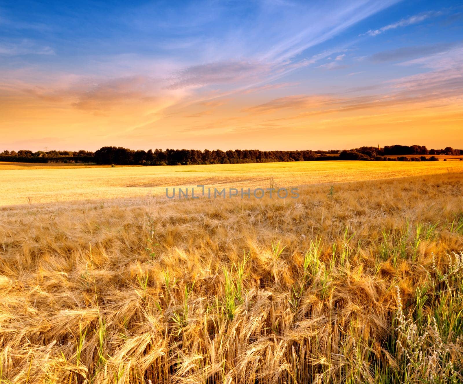 Landscape, agriculture and nature with wheat field, sky and environment for travel in countryside. Plant, grain and crops with horizon for natural background, sun and farming land for sustainability by YuriArcurs