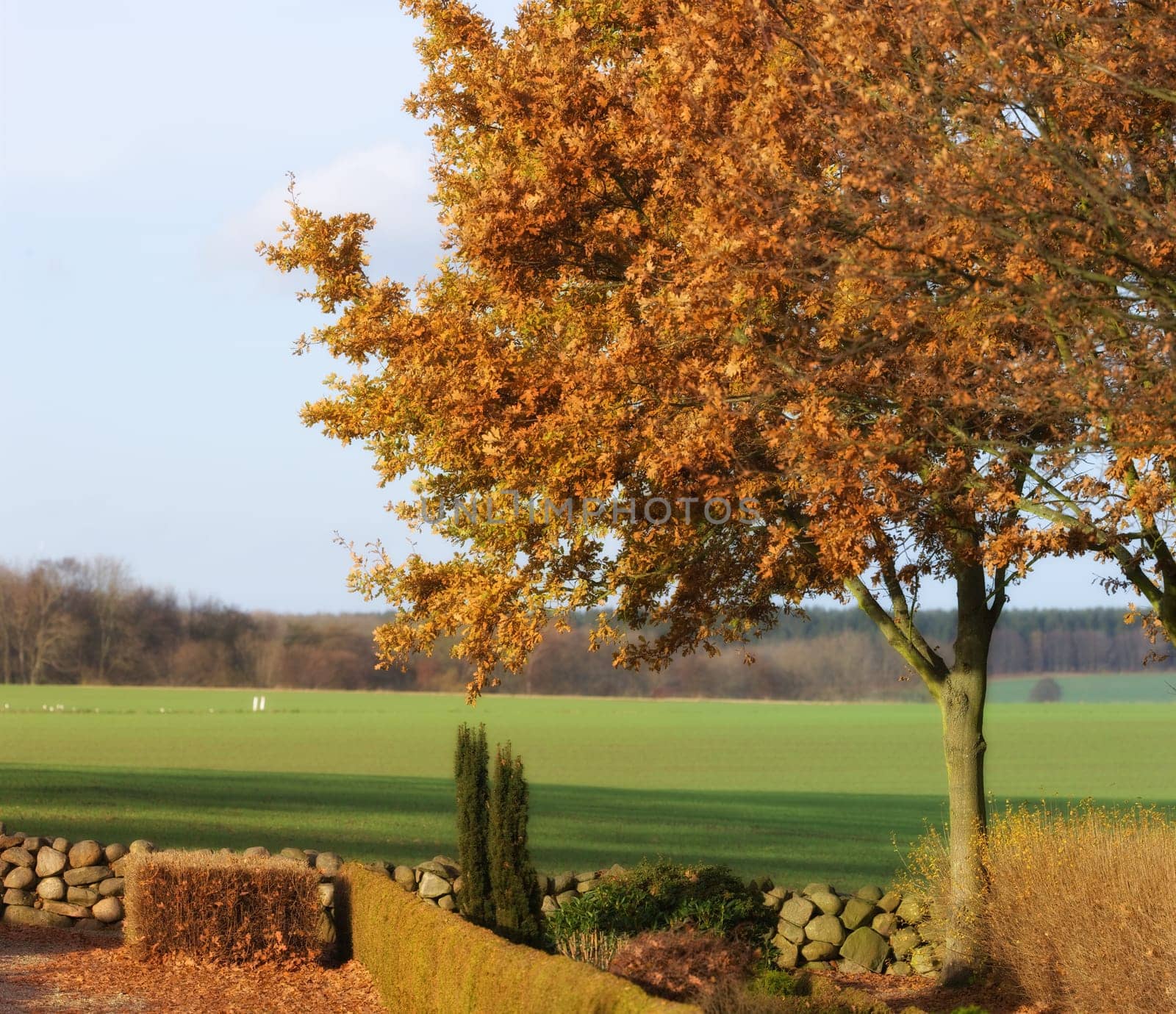 Countryside, grass and trees with summer, environment and agriculture with growth or plants. Empty, blue sky or fresh air with grass or natural with sunshine or eco friendly with ecology or landscape.