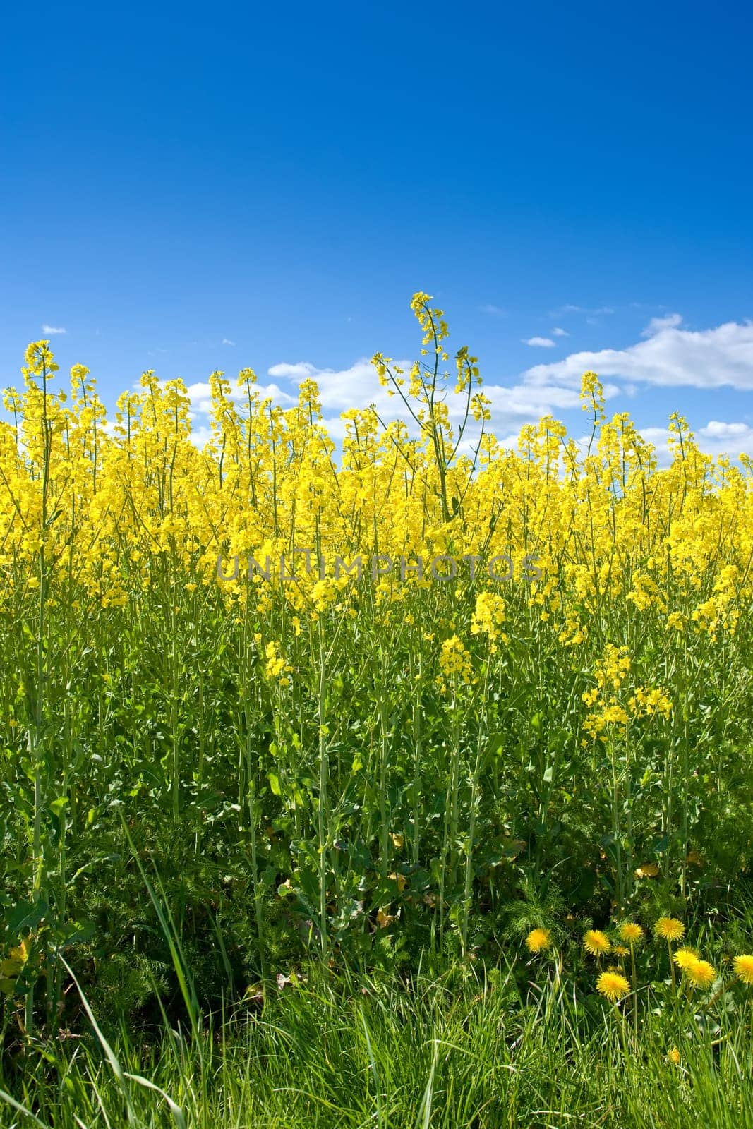 Sky, field or environment with grass for flowers, agro farming or sustainable growth in nature. Background, yellow canola plants or landscape of meadow, lawn or natural pasture for crops and ecology.