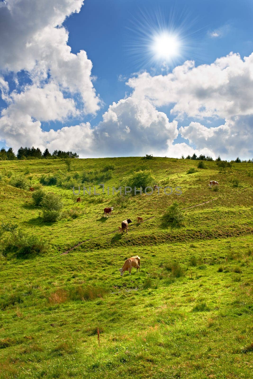 Cows, field or landscape of cattle on grass, countryside and dairy farm for sustainable production. Ecology, farming and top view of livestock, ranch animals and beef, meat or milk industry in nature.