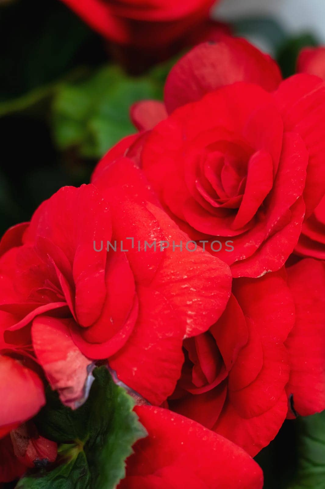 Flowers in a gift pack close up, background