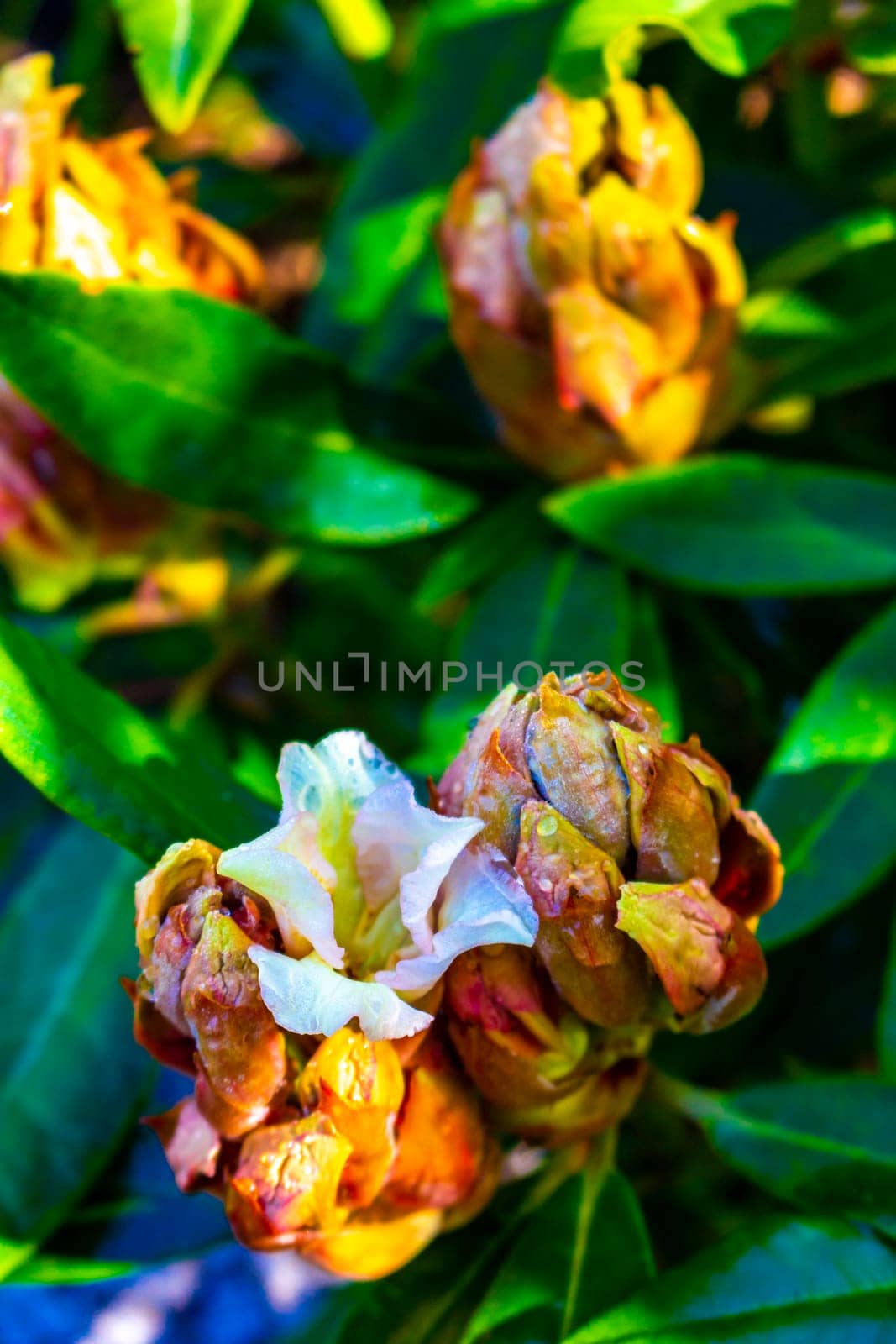 Orange yellow cream white rhododendron flowers bloom and grow in the garden in Leherheide Bremerhaven Bremen Germany.