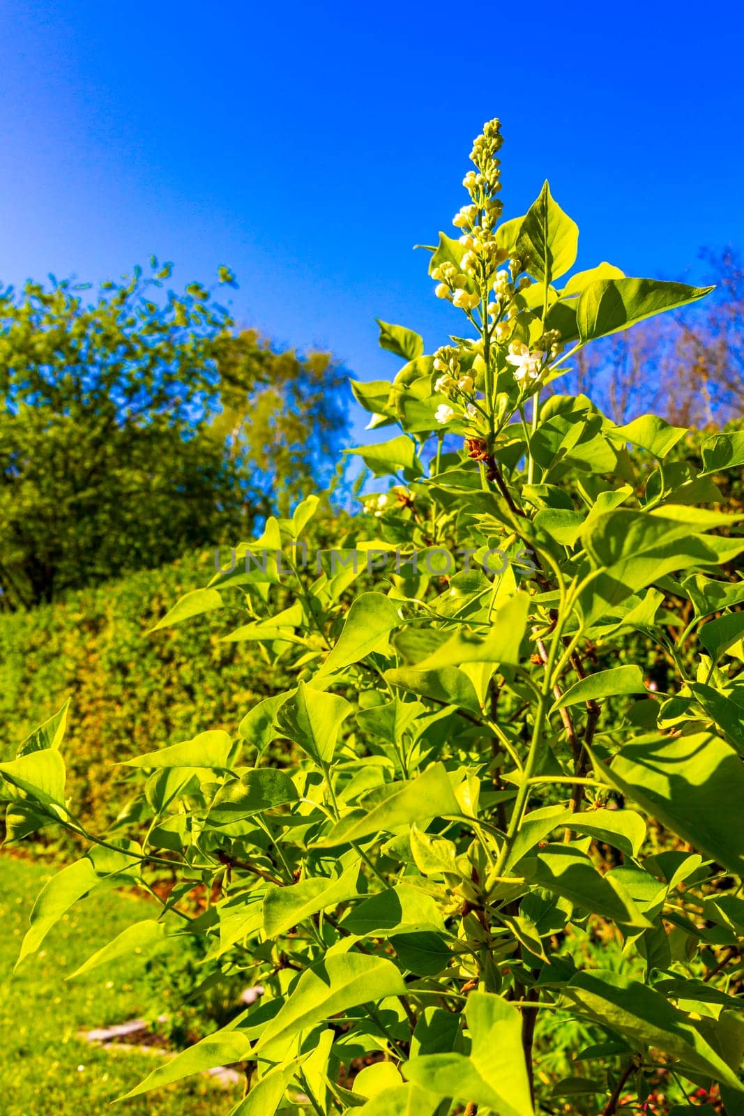 Treetops branches and plants with blue sky background in Leherheide Bremerhaven Bremen Germany.