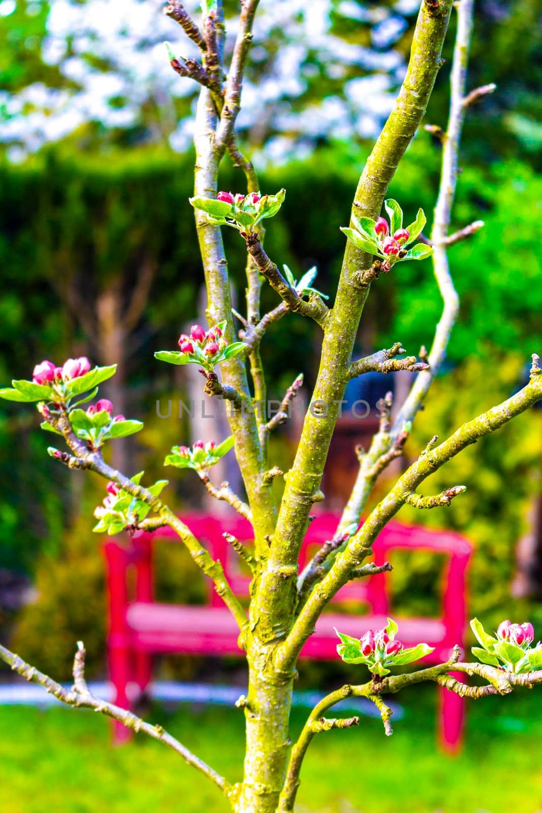 White and pink scented fresh apple tree pear tree flowers. by Arkadij