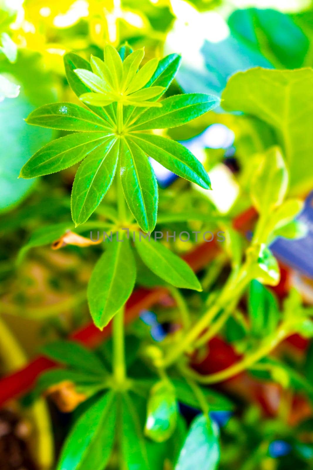 Fresh green lupine plant in the garden with morning dew drops in Leherheide Bremerhaven Bremen Germany.