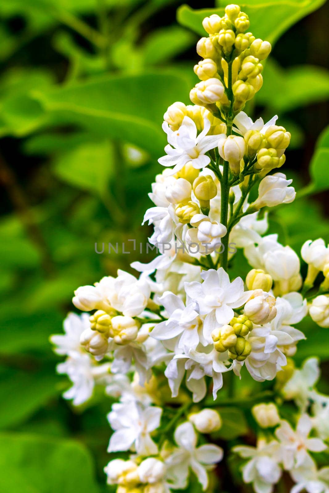 White butterfly bush plant tree in the garden in Leherheide Bremerhaven Bremen Germany.