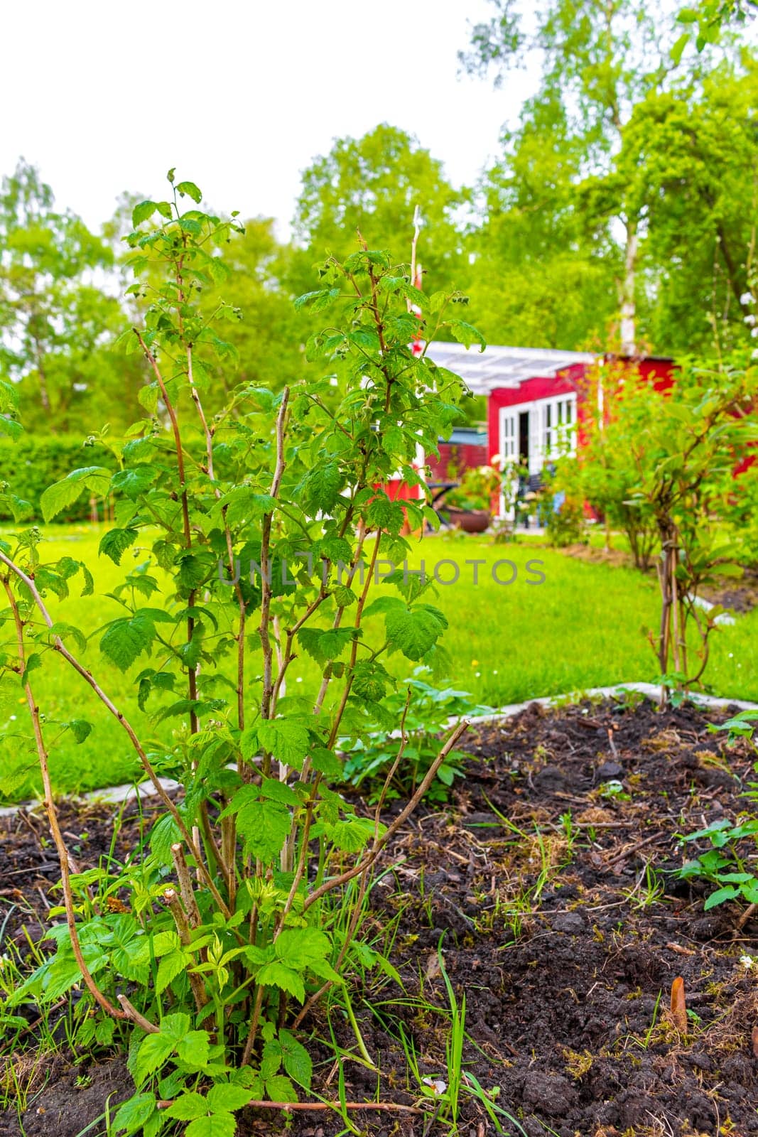 Garden with trees plants hut compost beds lawn in Germany. by Arkadij