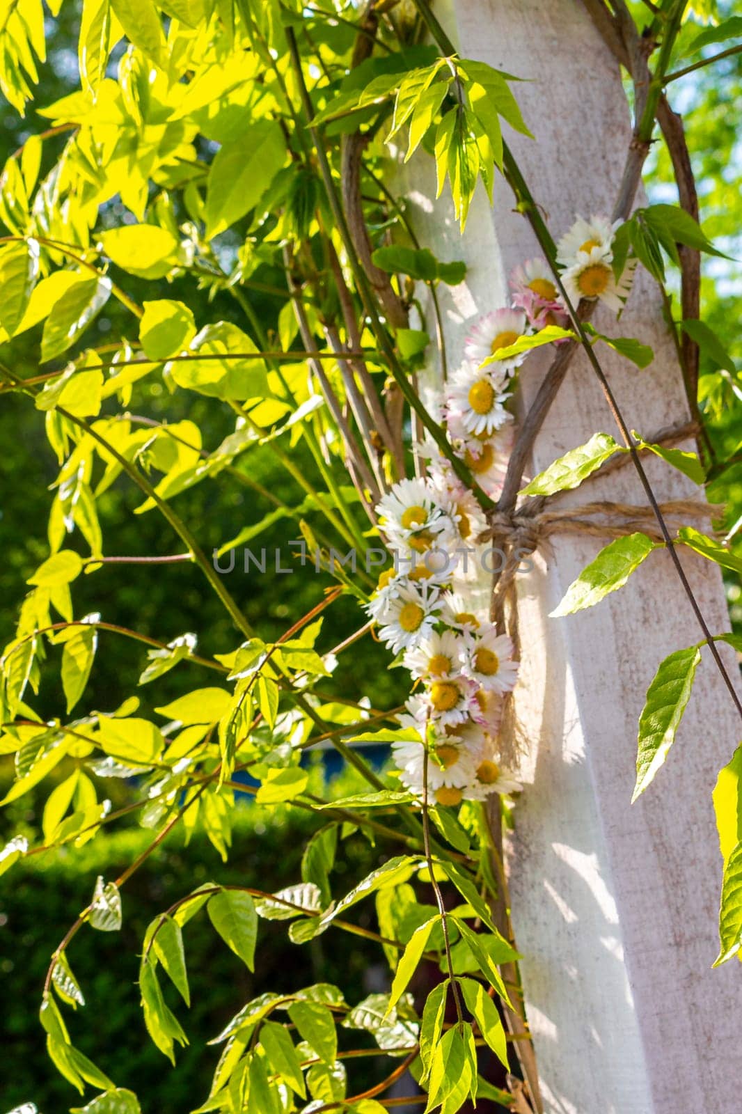 Daisies flowers pinned together yellow and white in Germany. by Arkadij