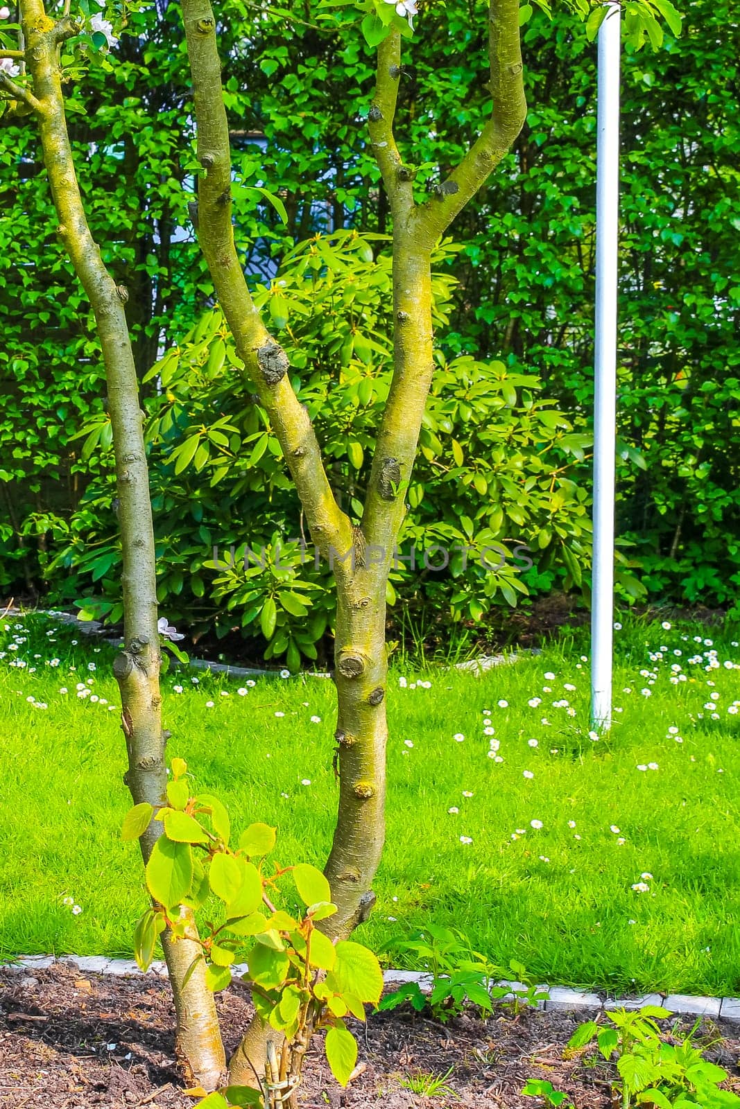 Green Garden with trees plants hut compost beds lawn and barbecue area in Leherheide Bremerhaven Bremen Germany.