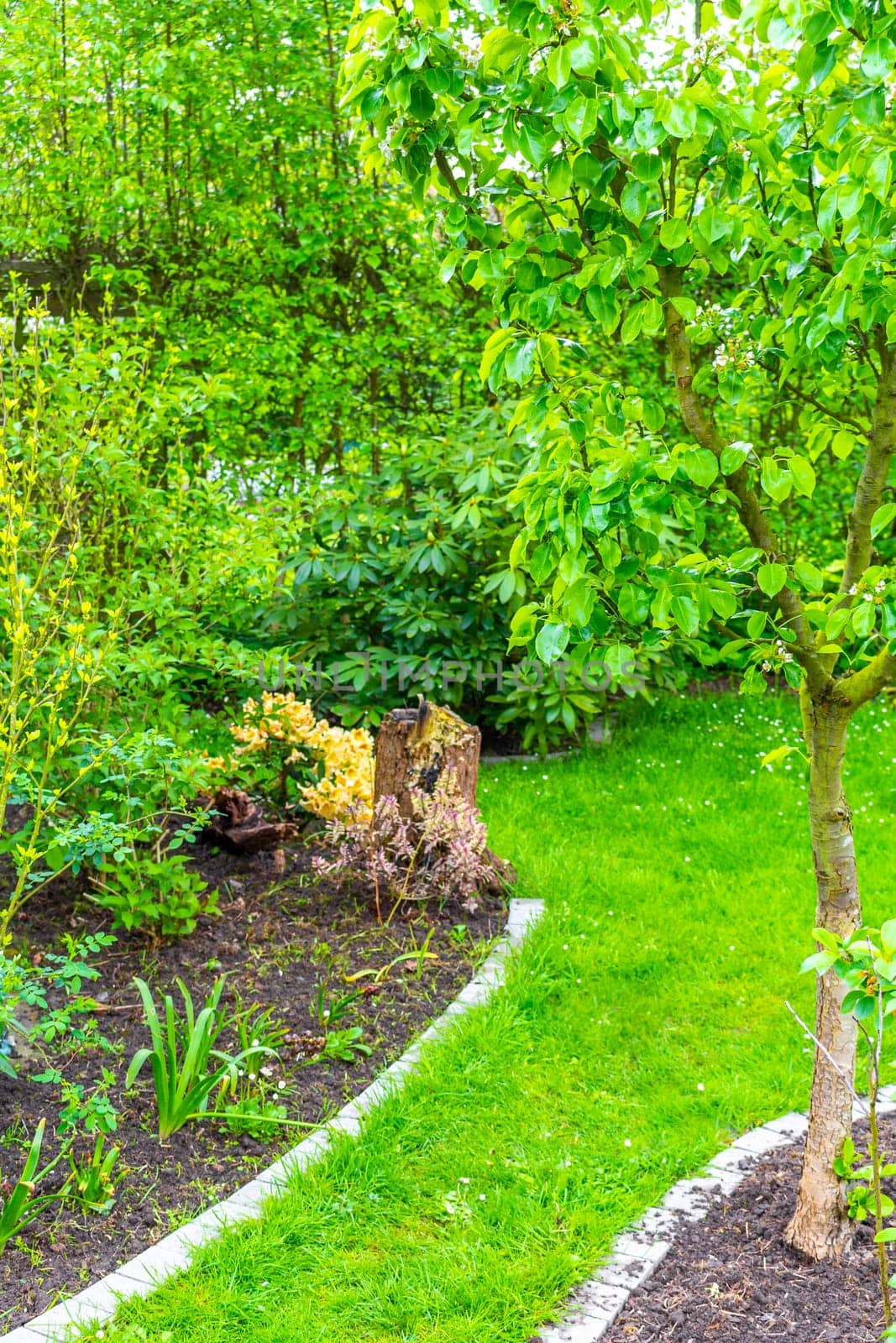 Green Garden with trees plants hut compost beds lawn and barbecue area in Leherheide Bremerhaven Bremen Germany.