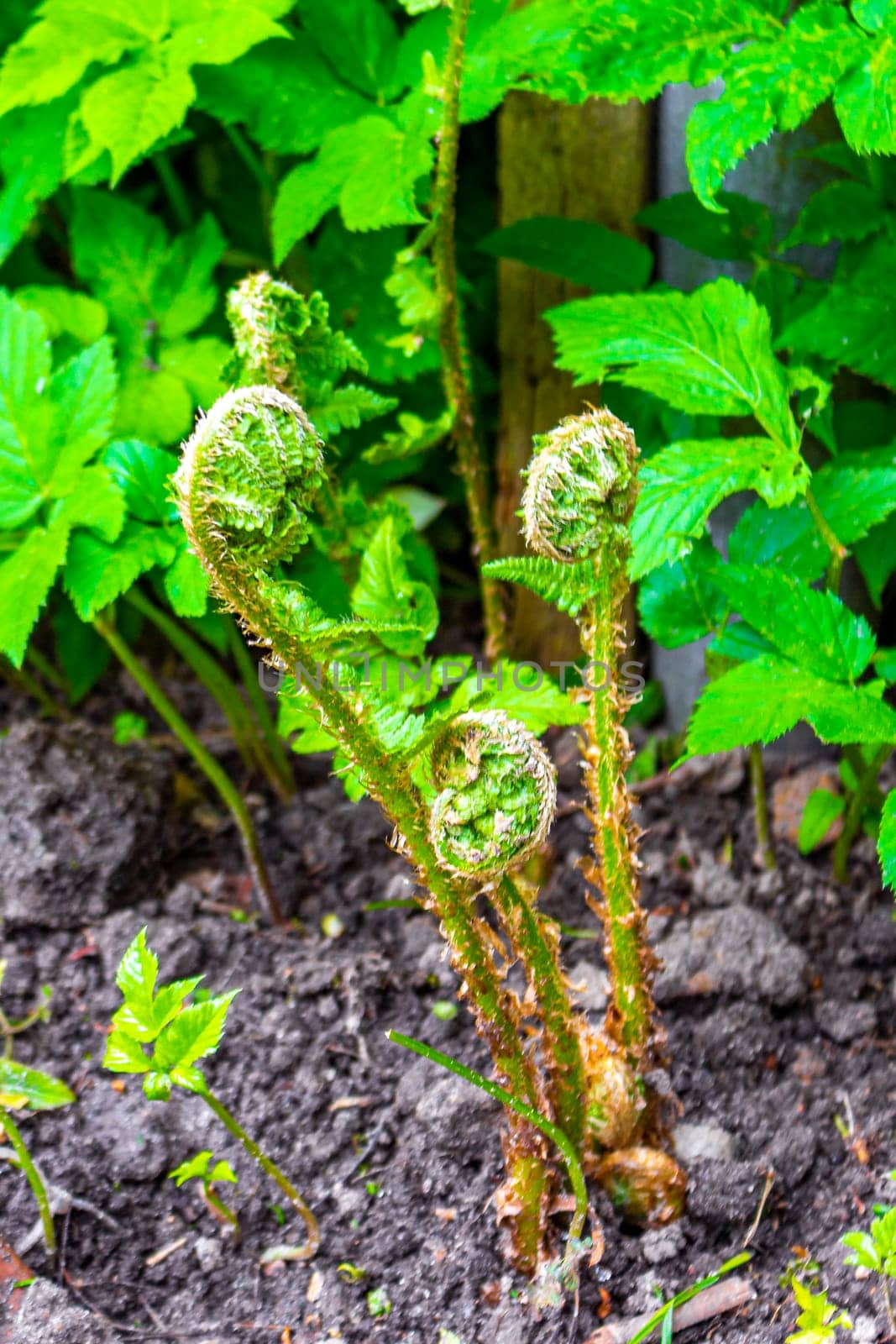 Green young forest fern grows and unrolls in Leherheide Bremerhaven Bremen Germany.