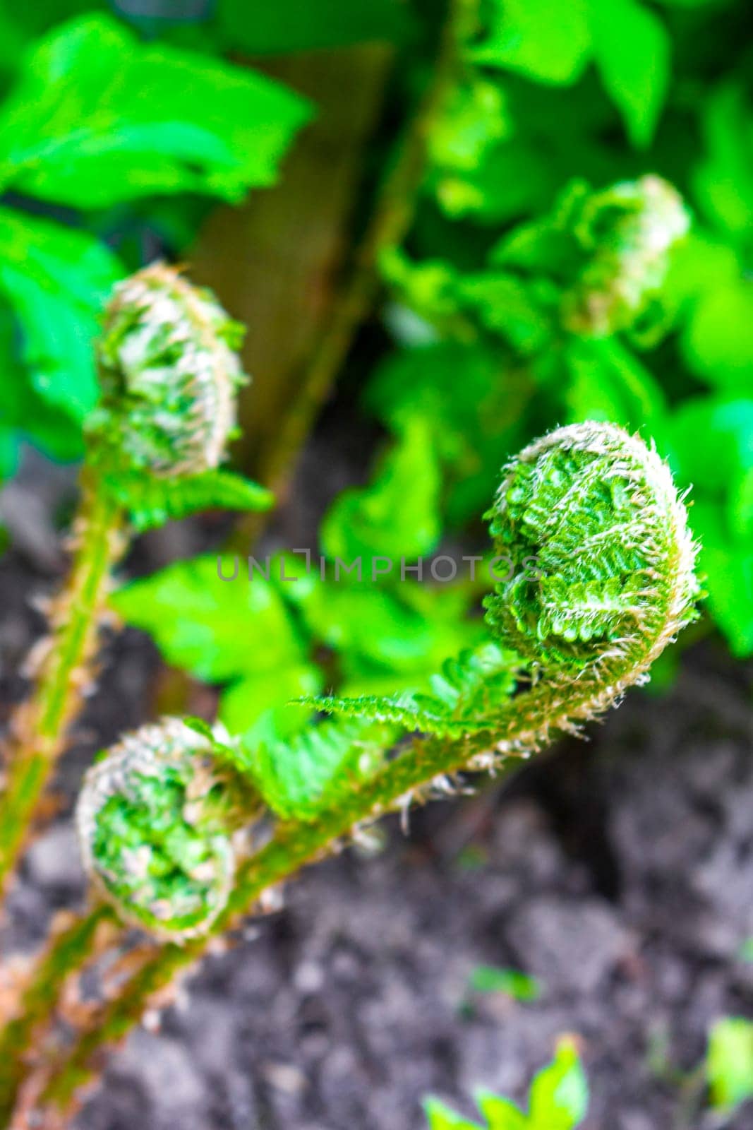 Green young forest fern grows and unrolls in Leherheide Bremerhaven Bremen Germany.