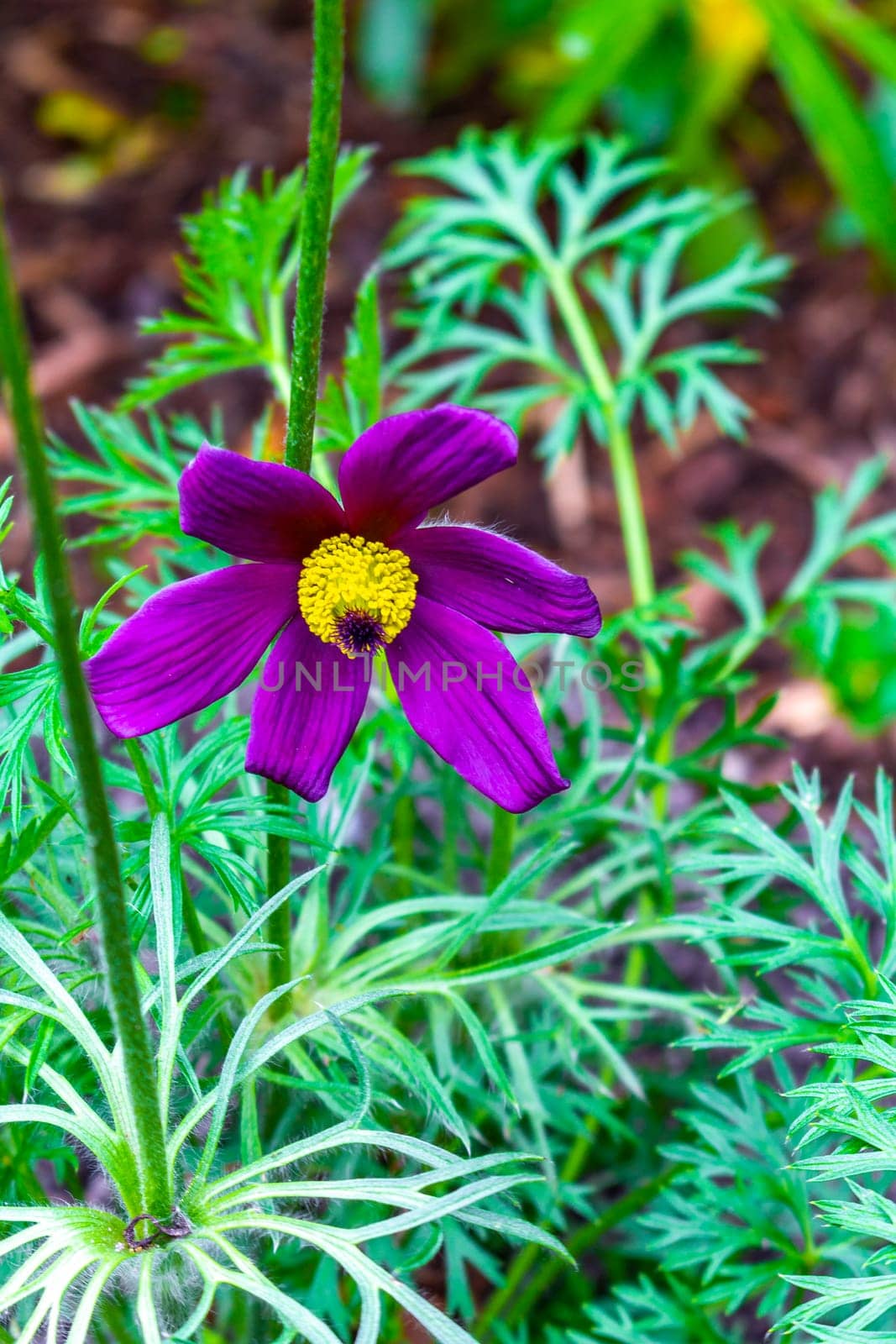 Purple violet yellow flower flowers in the garden in Germany. by Arkadij