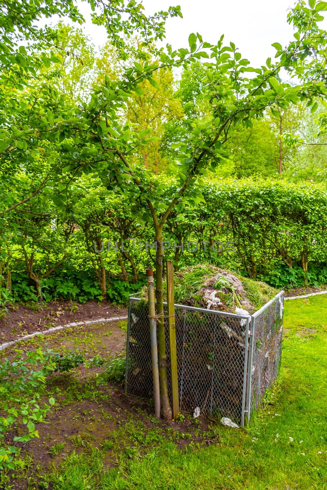 Green Garden with trees plants hut compost beds lawn and barbecue area in Leherheide Bremerhaven Bremen Germany.